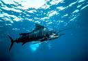 Sailfish national geographic